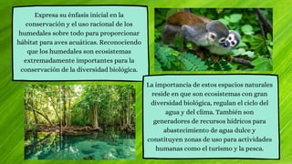 Expresa su énfasis inicial en la
conservación y el uso racional de los
humedales sobre todo para proporcionar
hábitat para aves acuáticas. Reconociendo
que los humedales son ecosistemas
extremadamente importantes para la
conservación de la diversidad biológica.
La importancia de estos espacios naturales
reside en que son ecosistemas con gran
diversidad biológica, regulan el ciclo del
agua y del clima. También son
generadores de recursos hídricos para
abastecimiento de agua dulce y
constituyen zonas de uso para actividades
humanas como el turismo y la pesca.
 