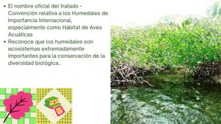El nombre oficial del tratado -
Convención relativa a los Humedales de
Importancia Internacional,
especialmente como Hábitat de Aves
Acuáticas
Reconoce que los humedales son
ecosistemas extremadamente
importantes para la conservación de la
diversidad biológica..
 