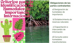 Obligaciones de las
partes contratantes
a) Designación de
humedales de
importancia
b) Establecimiento de
reservas naturales
c) Capacitación e
intercambio de
información
d) Consulta sobre
humedales
transfronterizos
Criterios para la
Identificación de
Humedales de
Importancia
Internacional


 