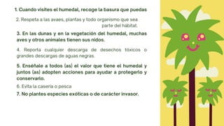 2. Respeta a las avaes, plantas y todo organismo que sea
parte del hábitat.
1. Cuando visites el humedal, recoge la basura que puedas
3. En las dunas y en la vegetación del humedal, muchas
aves y otros animales tienen sus nidos.
4. Reporta cualquier descarga de desechos tóxicos o
grandes descargas de aguas negras.
5. Enséñale a todos (as) el valor que tiene el humedal y
juntos (as) adopten acciones para ayudar a protegerlo y
conservarlo.
6. Evita la casería o pesca
7. No plantes especies exóticas o de carácter invasor.
 