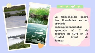 La Convención sobre
los Humedales es un
tratado
intergubernamental
aprobado el 2 de
febrero de 1971 en la
ciudad iraní de
Ramsar
 