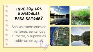 ¿QUÉ SON LOS
HUMEDALES
PARA RAMSAR?
Son las extensiones de
marismas, pantanos y
turberas, o superficies
cubiertas de aguas.
 