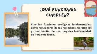 Cumplen funciones ecológicas fundamentales,
como reguladores de los regímenes hidrológicos
y como hábitat de una muy rica biodiversidad,
de flora y de fauna.
¿qUÉ FUNCIONES
CUMPLEN?
 