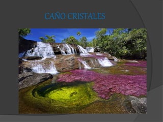 CAÑO CRISTALES
 