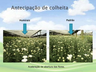 Humiraiz                                   Padrão




      Aceleração de abertura das flores.
 