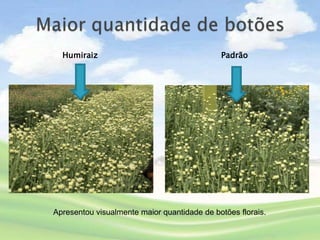 Humiraiz                                   Padrão




Apresentou visualmente maior quantidade de botões florais.
 