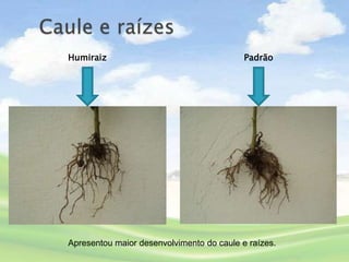 Humiraiz                                   Padrão




Apresentou maior desenvolvimento do caule e raízes.
 