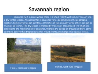 Savannah region
Savannas exist in areas where there is a 6 to 8 month wet summer season and
a dry winter season. Annual rainfall in savannas varies depending on the geographic
location. Some savannas get as little as 10 inches of rain annually while others can get as
much as 50 inches. The dry season is marked by months of drought and fire which are
essential to the maintenance of savannas. Without the period of drought and fire, some
scientists believe that tropical savannas would eventually change into tropical forests.

Flores, east nusa tenggara

Sumba, west nusa tenggara

 