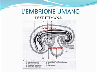 Cisti Congenite della testa e del collo | PPT