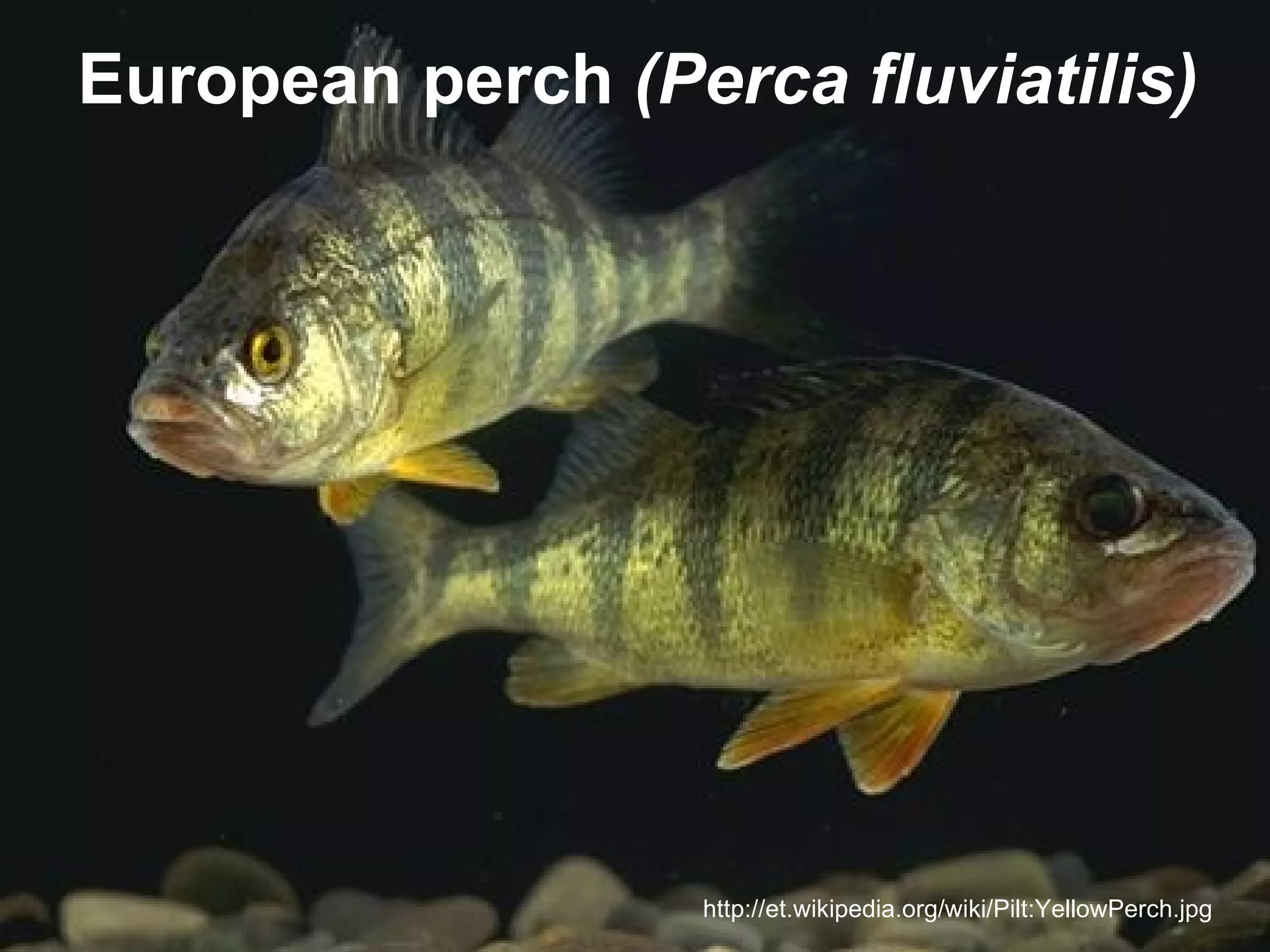 European perch ,(Perca fluviatilis)




                   http://et.wikipedia.org/wiki/Pilt:YellowPerch.jpg
 