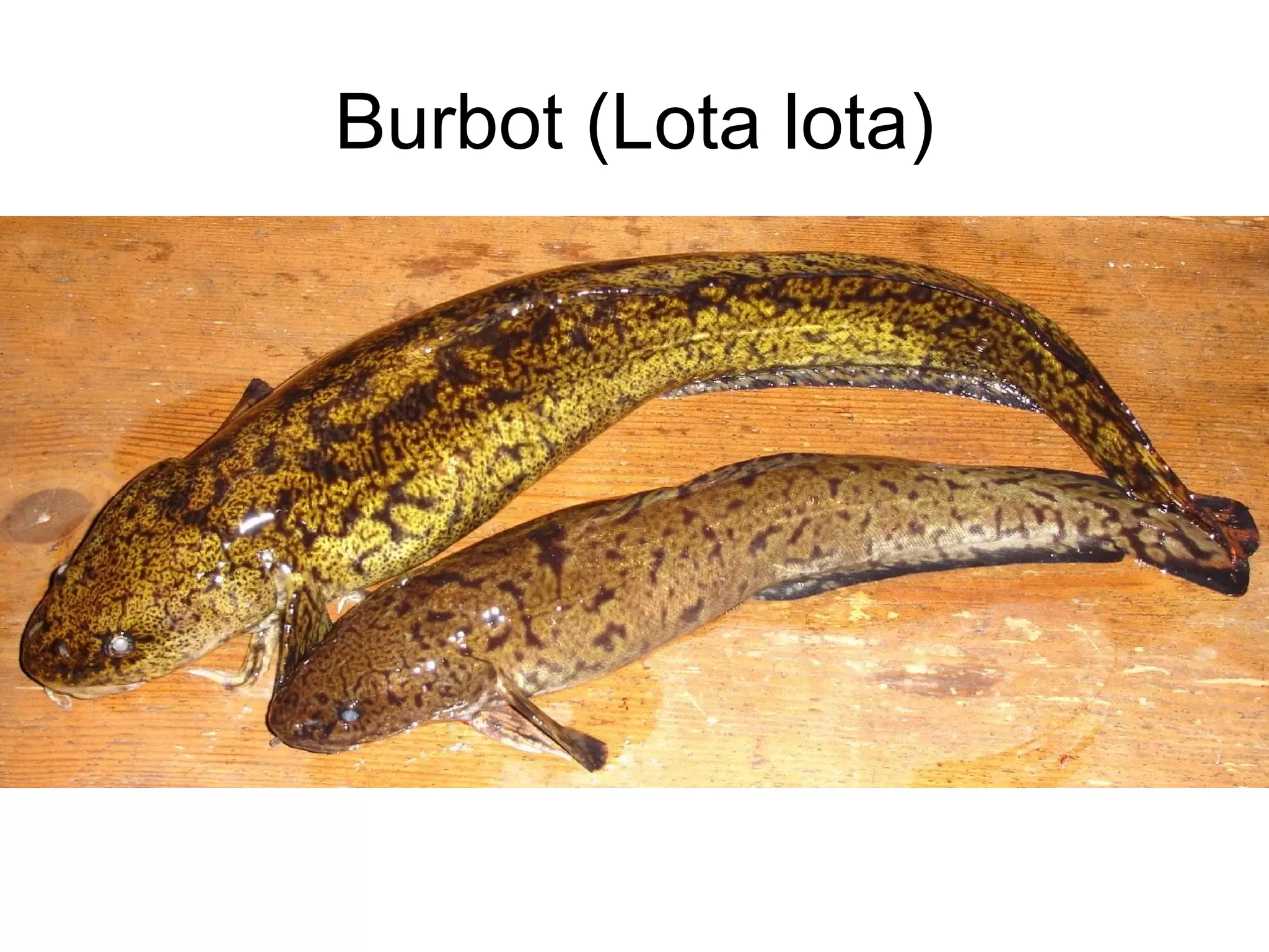 Burbot (Lota lota)
 
