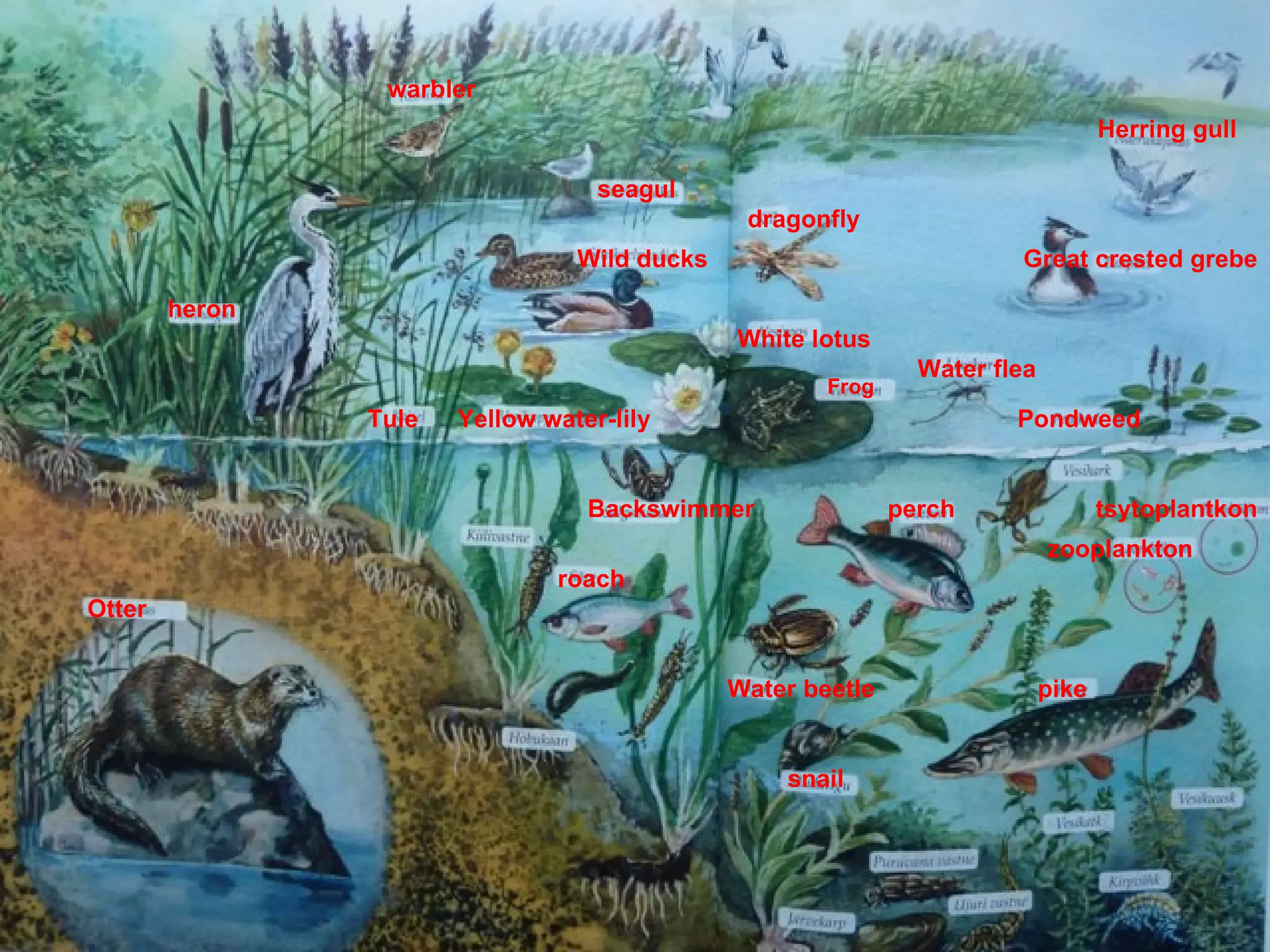 warbler
                                                                                   Herring gull

                                   seagul
                                               dragonfly
                                 Wild ducks                            Great crested grebe

        heron
                                              White lotus
                                                               Water flea
                                                      Frog
                Tule   Yellow water-lily                               Pondweed


                                  Backswimmer                perch                 tsytoplantkon
                                                                            zooplankton
                               roach
Otter


                                              Water beetle                  pike


                                                  snail
 
