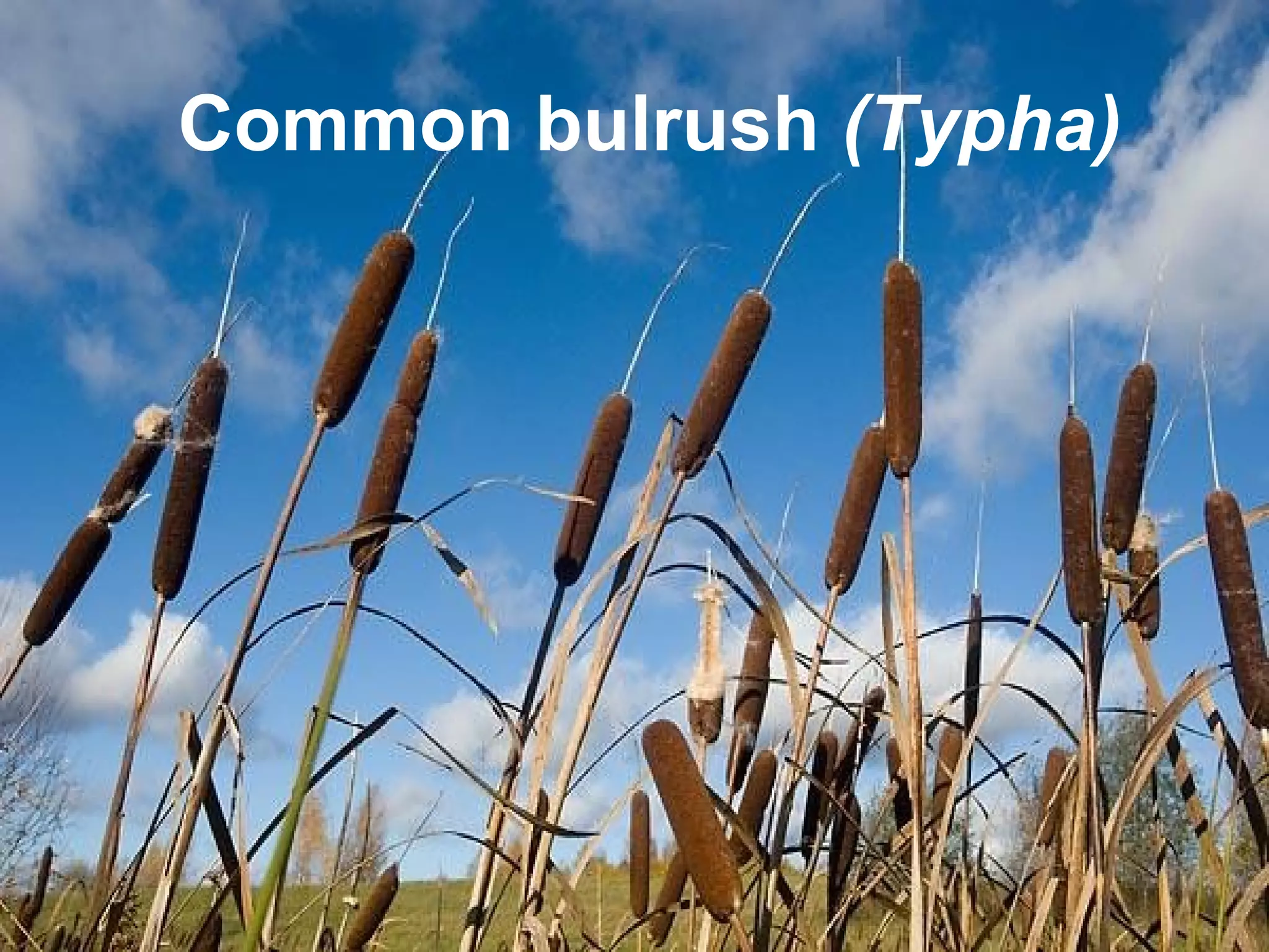 Common bulrush (Typha)
 