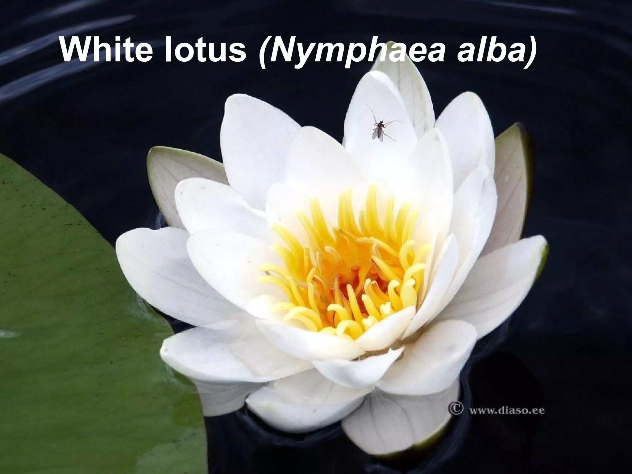 White lotus (Nymphaea alba)
 
