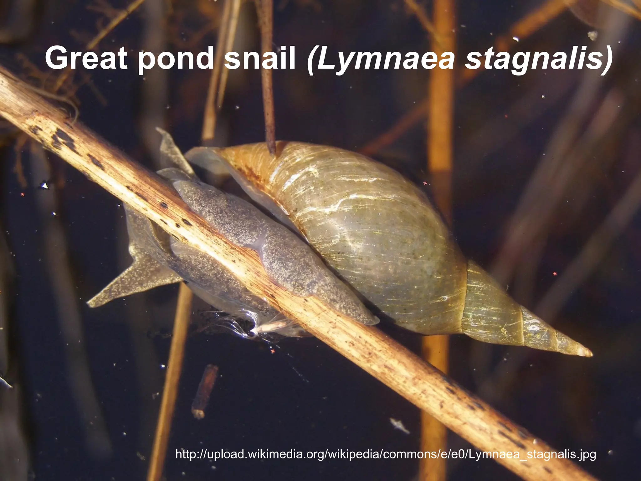 Great pond snail (Lymnaea stagnalis)




        http://upload.wikimedia.org/wikipedia/commons/e/e0/Lymnaea_stagnalis.jpg
 