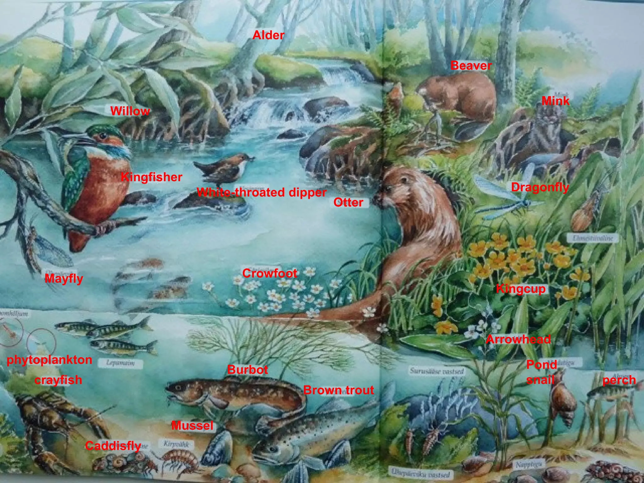 Alder

                                                                 Beaver

                                                                                Mink
                   Willow




                    Kingfisher
                                 White-throated dipper                      Dragonfly
                                                         Otter




     Mayfly                             Crowfoot
                                                                          Kingcup



                                                                      Arrowhead
phytoplankton                                                                 Pond
                                     Burbot
    crayfish                                                                  snail     perch
                                                   Brown trout

                            Mussel
               Caddisfly
 