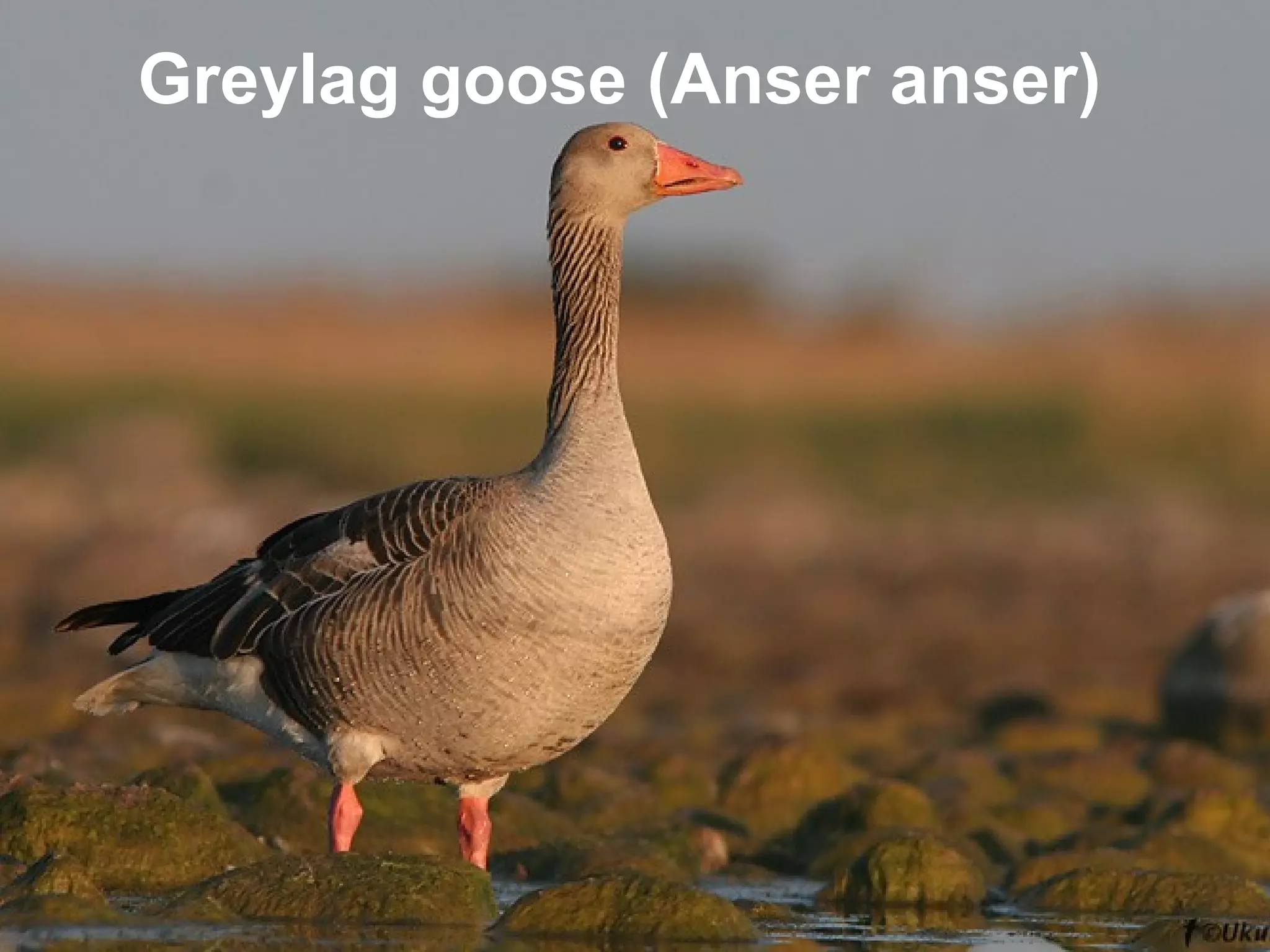 Greylag goose (Anser anser)
 
