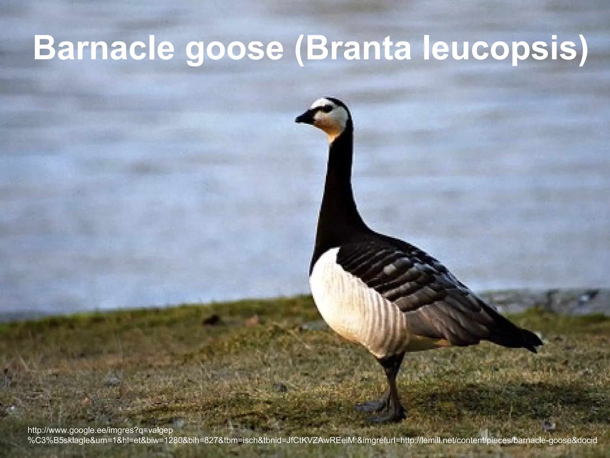 Barnacle goose (Branta leucopsis)




http://www.google.ee/imgres?q=valgep
%C3%B5sklagle&um=1&hl=et&biw=1280&bih=827&tbm=isch&tbnid=JfCtKVZAwREeiM:&imgrefurl=http://lemill.net/content/pieces/barnacle-goose&docid
 