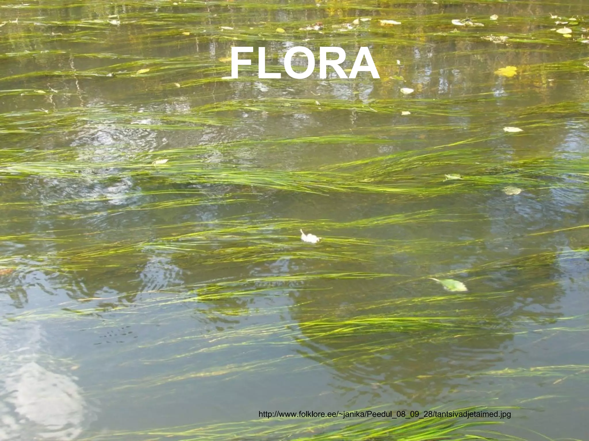 FLORA




http://www.folklore.ee/~janika/Peedul_08_09_28/tantsivadjetaimed.jpg
 