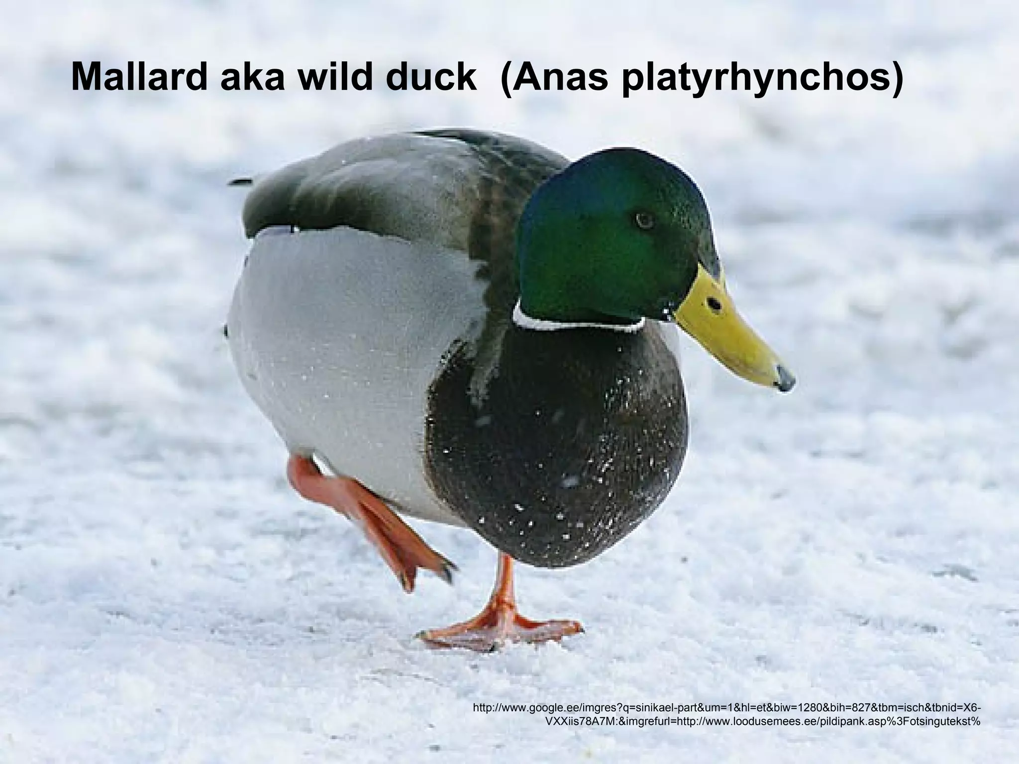 Mallard aka wild duck (Anas platyrhynchos)




                http://www.google.ee/imgres?q=sinikael-part&um=1&hl=et&biw=1280&bih=827&tbm=isch&tbnid=X6-
                VXXiis78A7M:&imgrefurl=http://www.loodusemees.ee/pildipank.asp%3Fotsingutekst%


                              http://www.google.ee/imgres?q=sinikael-part&um=1&hl=et&biw=1280&bih=827&tbm=isch&tbnid=X6-
                                            VXXiis78A7M:&imgrefurl=http://www.loodusemees.ee/pildipank.asp%3Fotsingutekst%
 