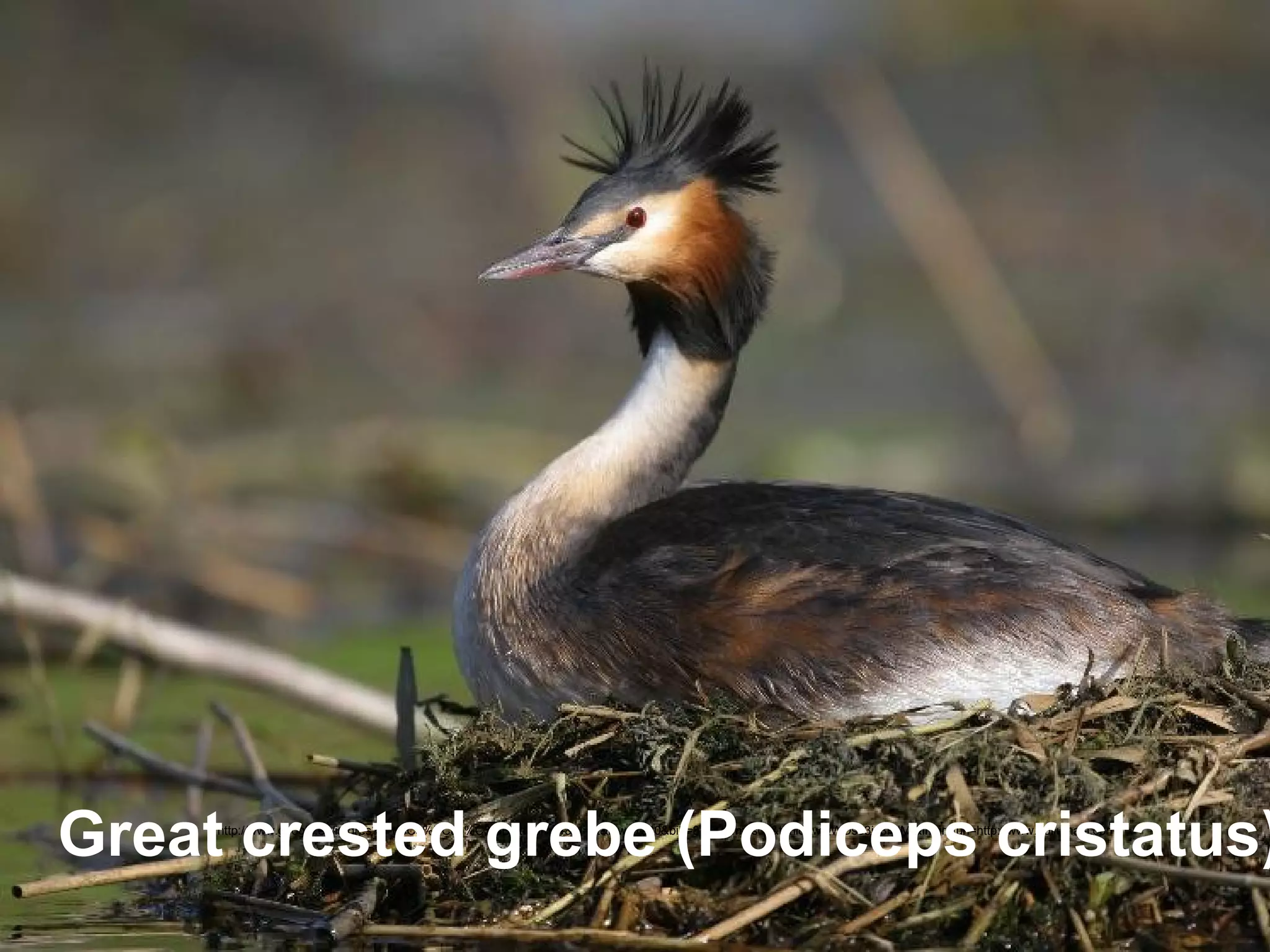 Great crested grebe (Podiceps cristatus)
     http://www.google.ee/imgres?q=t%C3%BCttp%C3%BCtt&um=1&hl=et&biw=1280&bih=827&tbm=isch&tbnid=wQWDs53js8FtlM:&imgrefurl=http://www.hullumaja.com/
 
