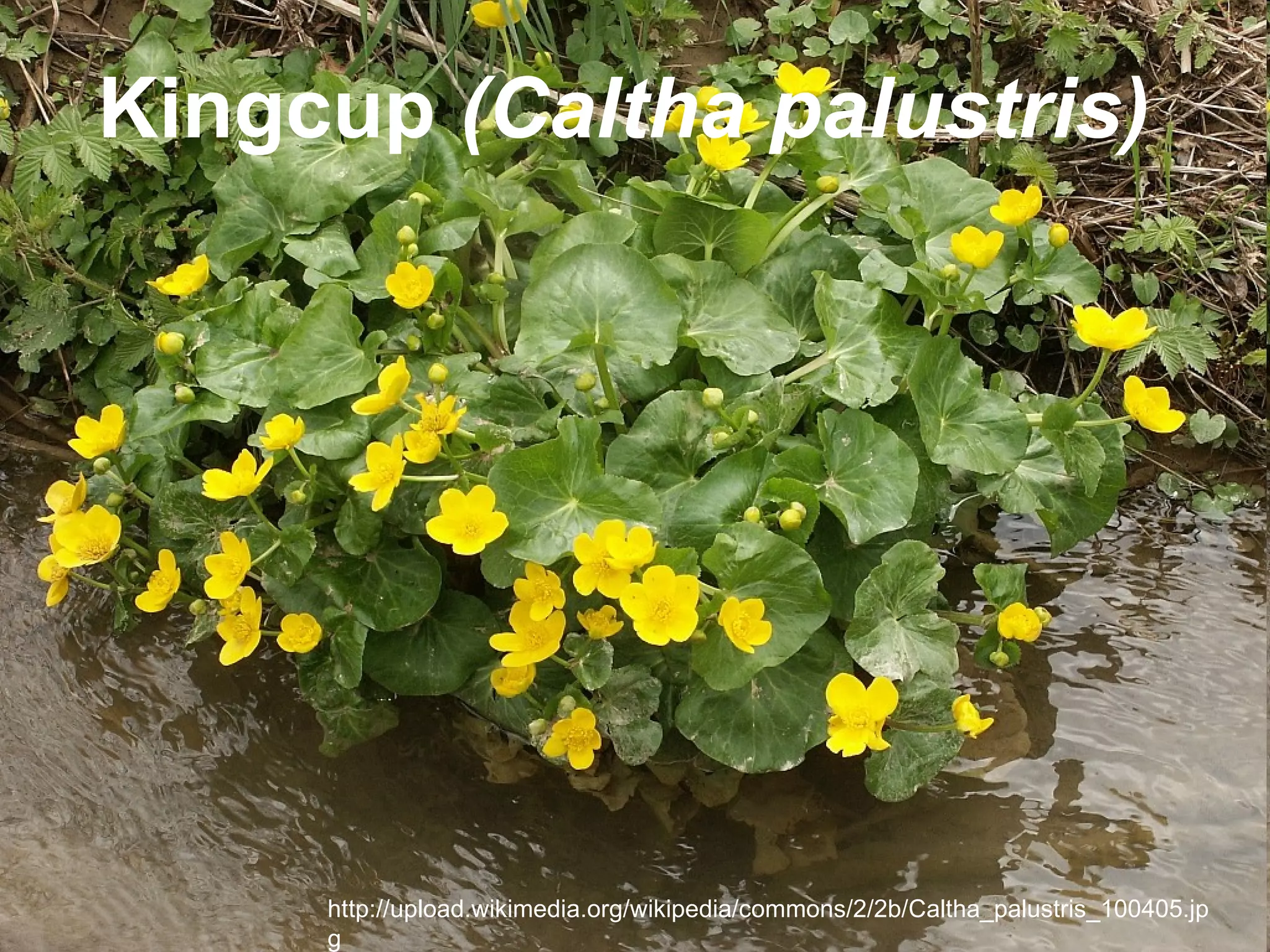 Kingcup (Caltha palustris)




     http://upload.wikimedia.org/wikipedia/commons/2/2b/Caltha_palustris_100405.jp
     g
 