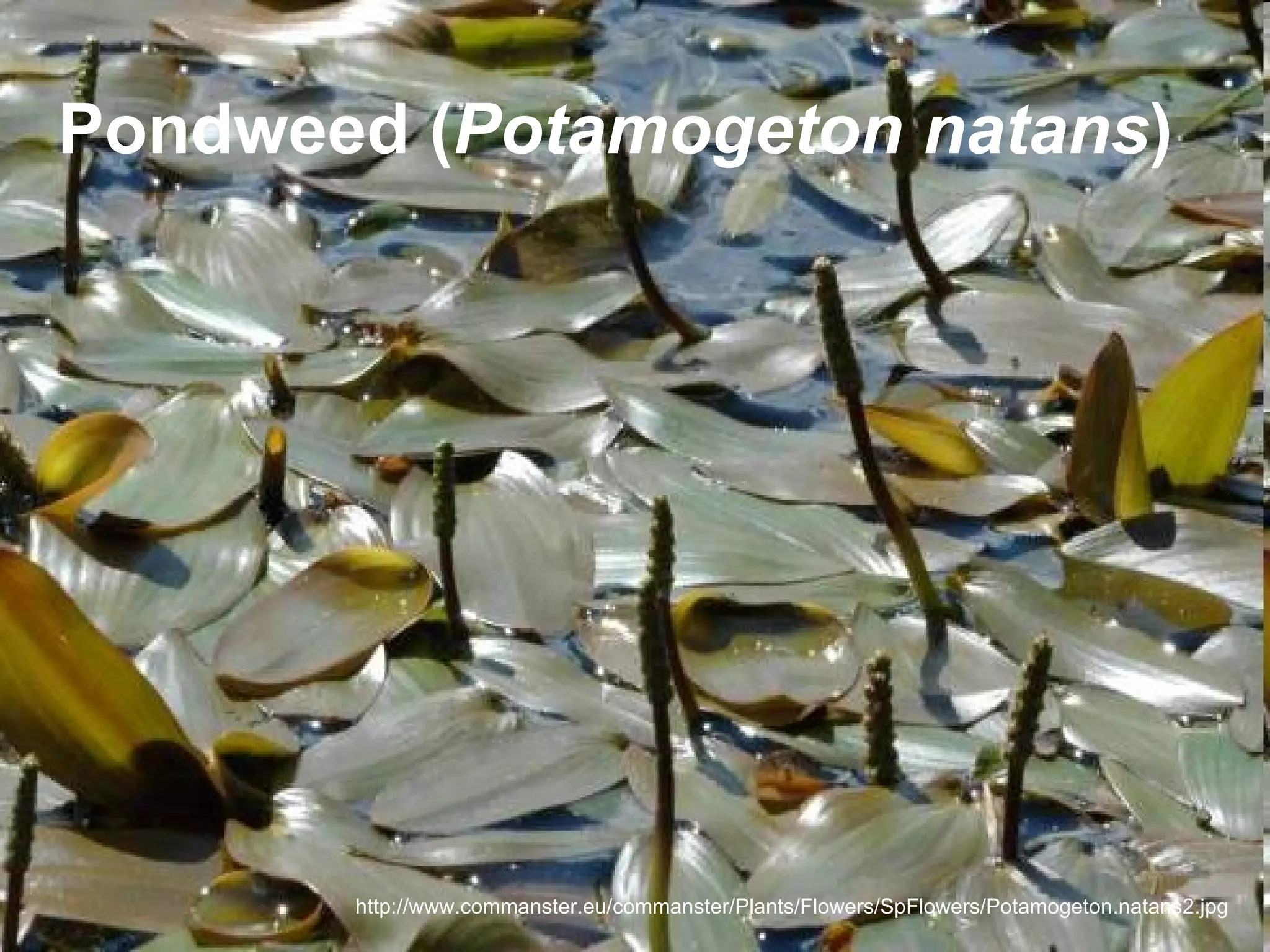 Pondweed (Potamogeton natans)




       http://www.commanster.eu/commanster/Plants/Flowers/SpFlowers/Potamogeton.natans2.jpg
 