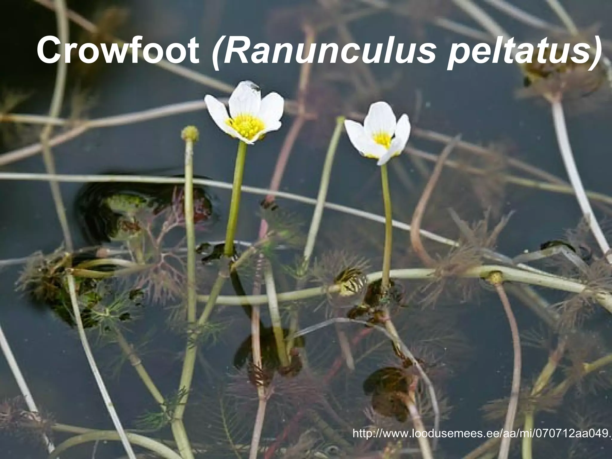 Crowfoot (Ranunculus peltatus)




                http://www.loodusemees.ee/aa/mi/070712aa049.j
 