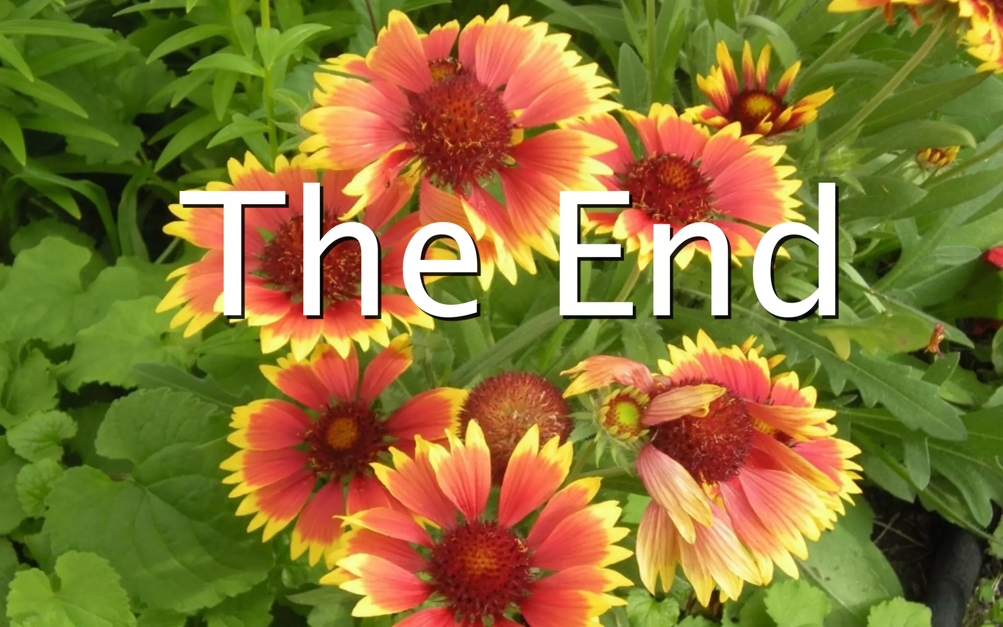 References



The End
 