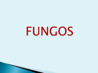 FUNGOSFUNGOS
 