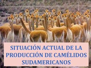 SITUACIÓN ACTUAL DE LA
PRODUCCIÓN DE CAMÉLIDOS
     SUDAMERICANOS
 