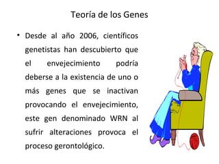 Teoría de los Genes
• Desde al año 2006, científicos
genetistas han descubierto que
el

envejecimiento

podría

deberse a la existencia de uno o
más genes que se inactivan
provocando el envejecimiento,
este gen denominado WRN al
sufrir alteraciones provoca el
proceso gerontológico.

 