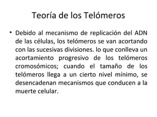 Teoría de los Telómeros
• Debido al mecanismo de replicación del ADN
de las células, los telómeros se van acortando
con las sucesivas divisiones. lo que conlleva un
acortamiento progresivo de los telómeros
cromosómicos; cuando el tamaño de los
telómeros llega a un cierto nivel mínimo, se
desencadenan mecanismos que conducen a la
muerte celular.

 