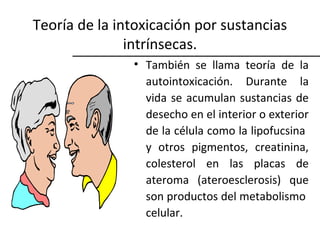 Teoría de la intoxicación por sustancias
intrínsecas.
• También se llama teoría de la
autointoxicación. Durante la
vida se acumulan sustancias de
desecho en el interior o exterior
de la célula como la lipofucsina
y otros pigmentos, creatinina,
colesterol en las placas de
ateroma (ateroesclerosis) que
son productos del metabolismo
celular.

 