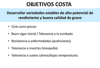 Situacion actual del mejoramiento genetico del arroz en America Latina y el Caribe caso Peru