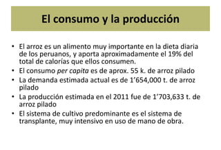 Situacion actual del mejoramiento genetico del arroz en America Latina y el Caribe caso Peru