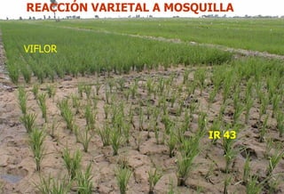 Situacion actual del mejoramiento genetico del arroz en America Latina y el Caribe caso Peru