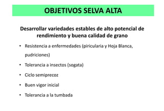 Situacion actual del mejoramiento genetico del arroz en America Latina y el Caribe caso Peru
