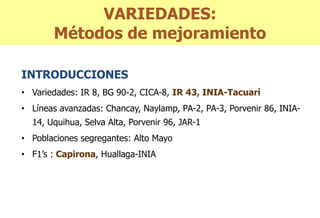 Situacion actual del mejoramiento genetico del arroz en America Latina y el Caribe caso Peru