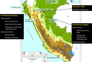 Situacion actual del mejoramiento genetico del arroz en America Latina y el Caribe caso Peru