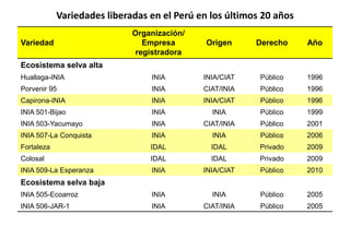Situacion actual del mejoramiento genetico del arroz en America Latina y el Caribe caso Peru