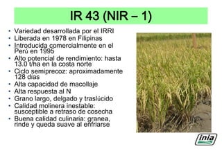 Situacion actual del mejoramiento genetico del arroz en America Latina y el Caribe caso Peru