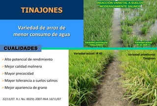Situacion actual del mejoramiento genetico del arroz en America Latina y el Caribe caso Peru