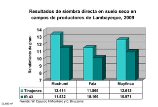 Situacion actual del mejoramiento genetico del arroz en America Latina y el Caribe caso Peru