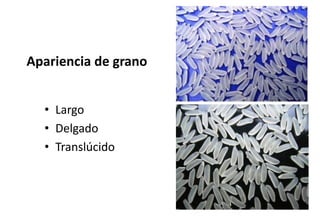 Situacion actual del mejoramiento genetico del arroz en America Latina y el Caribe caso Peru