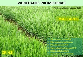 Situacion actual del mejoramiento genetico del arroz en America Latina y el Caribe caso Peru