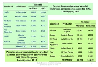 Situacion actual del mejoramiento genetico del arroz en America Latina y el Caribe caso Peru