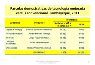 Situacion actual del mejoramiento genetico del arroz en America Latina y el Caribe caso Peru
