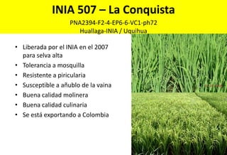 Situacion actual del mejoramiento genetico del arroz en America Latina y el Caribe caso Peru