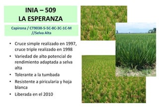 Situacion actual del mejoramiento genetico del arroz en America Latina y el Caribe caso Peru